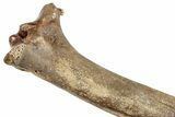 Pleistocene Fossil Deer (Odocoileus) Tibia - Florida #265354-5